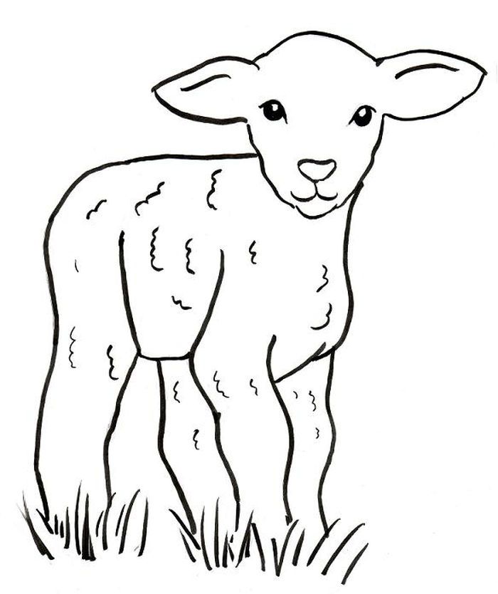 Baby sheep coloring pages sheep drawing sheep illustration easy drawings