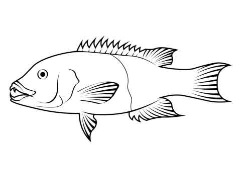 California sheephead semicossyphus pulcher coloring page free printable coloring pages