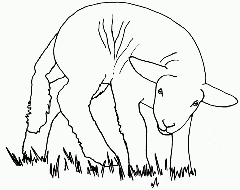 Sheep coloring page