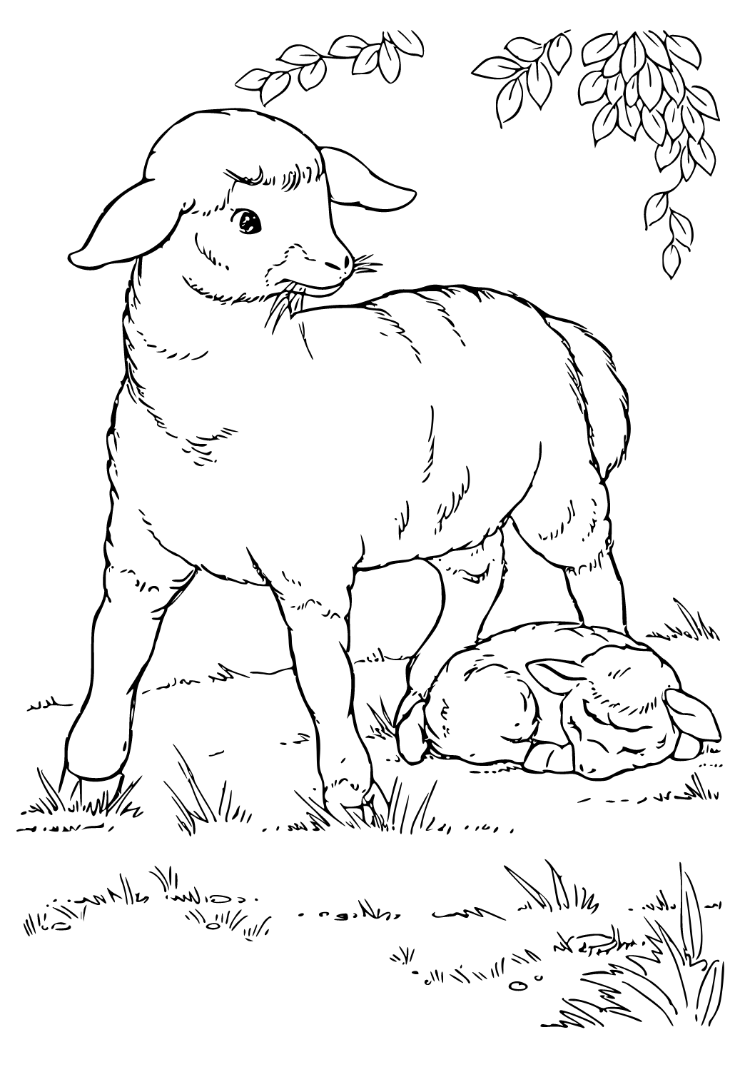 Free printable sheep real coloring page for adults and kids