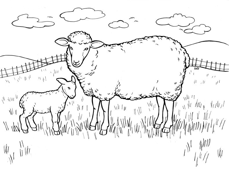 Free printable sheep coloring pages for kids