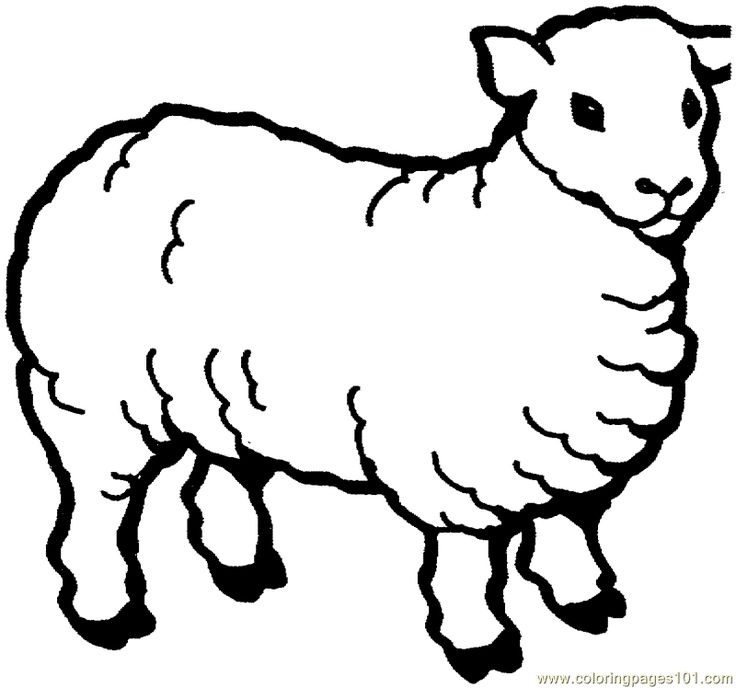 Coloring pages sheep mammals sheeps