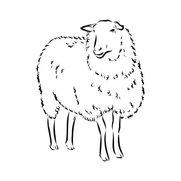 Sheep drawing vector images