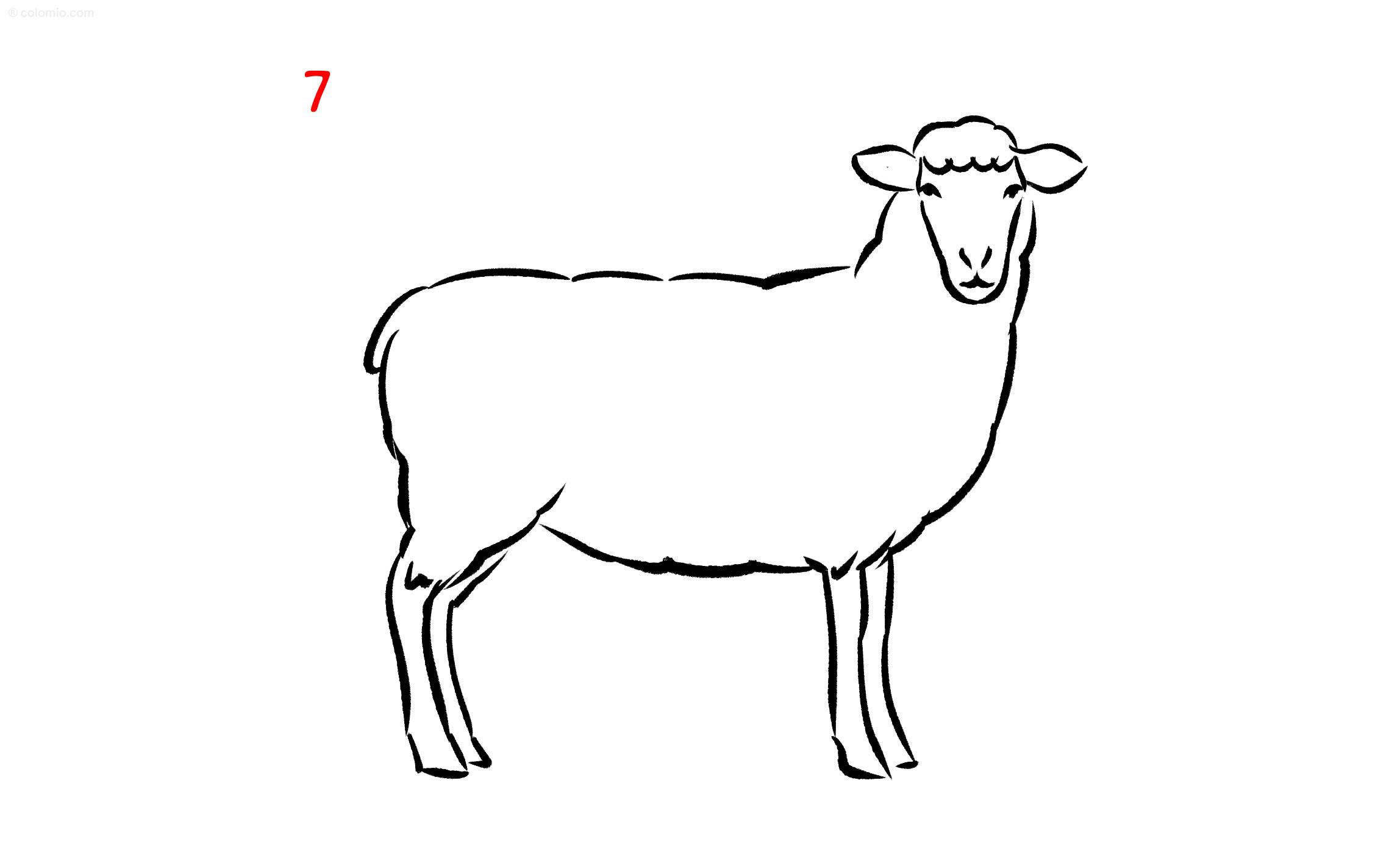 Sheeps coloring pages free printable sheep coloring sheets