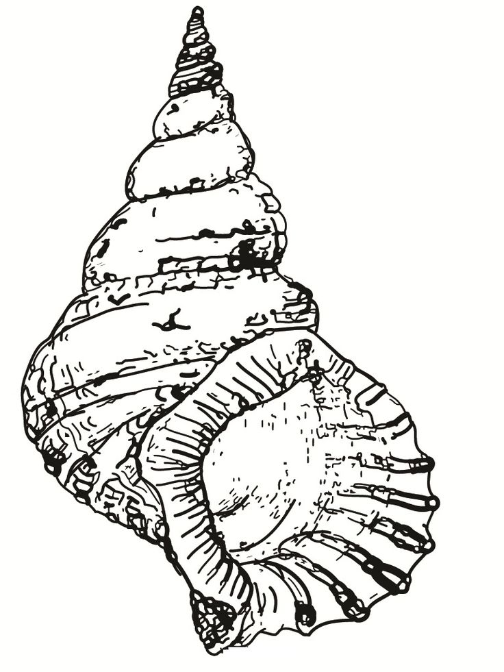Seashell coloring page images shell drawing coloring pages animal coloring pages