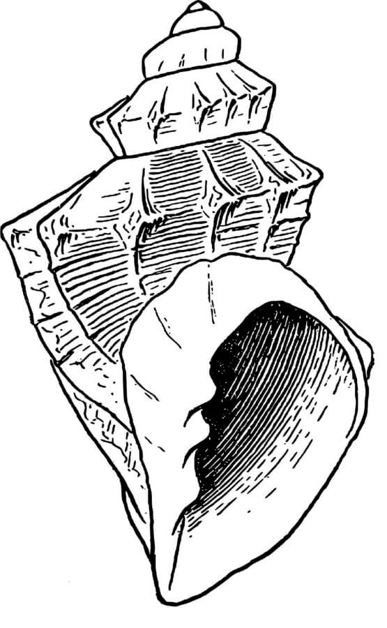 Black seashell rapan coloring page
