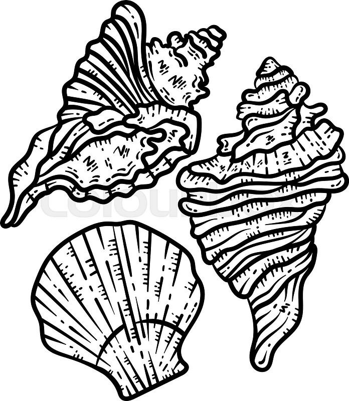 Summer sea shells line art coloring page for adult stock vector