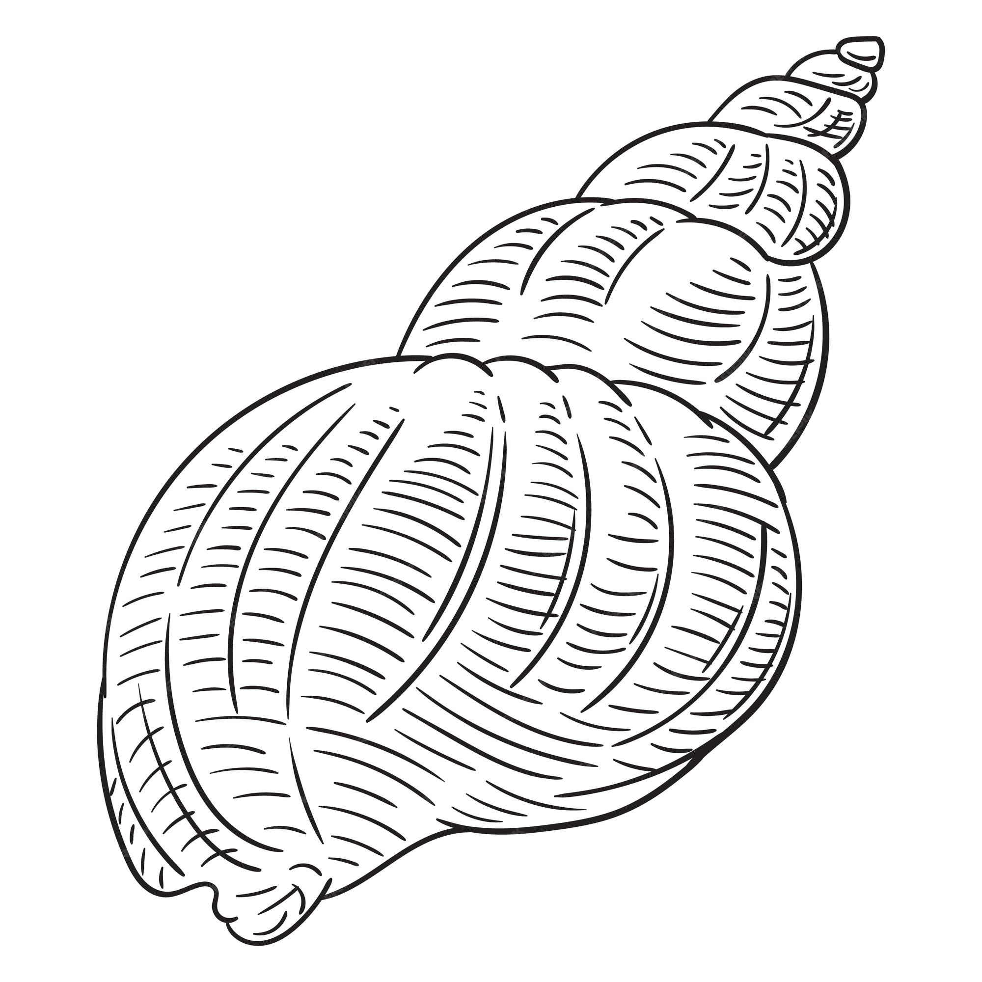 Premium vector black and white contour vector illustration of shell isolated on white background for coloring page