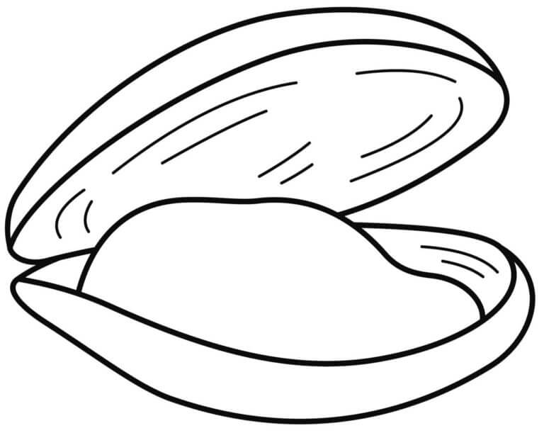 Open seashell coloring page