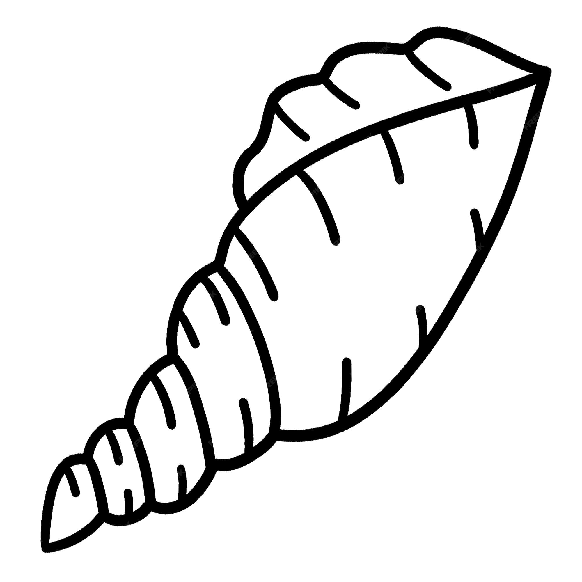Premium vector sea shell isolated coloring page for kids
