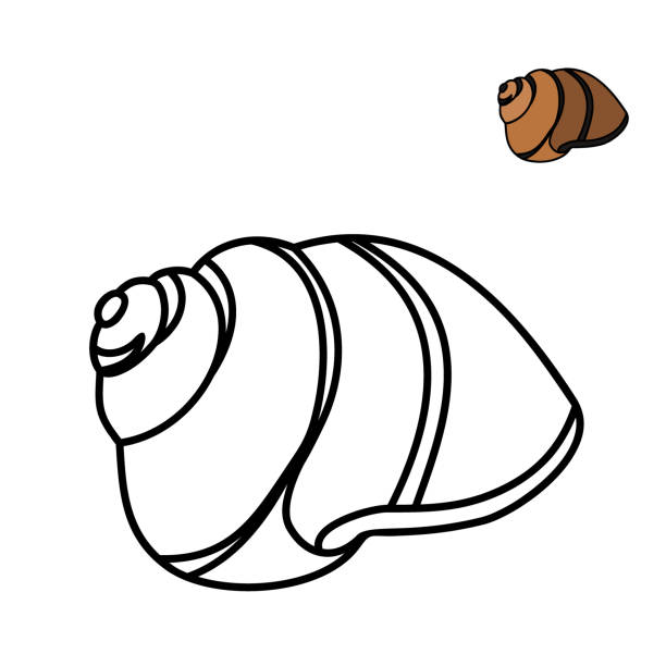 Coloring page with shell of whitelipped snail stock illustration