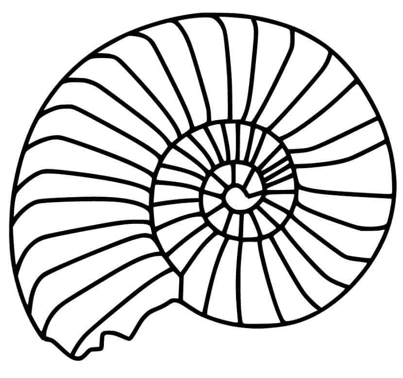 Nautilus shell image coloring page