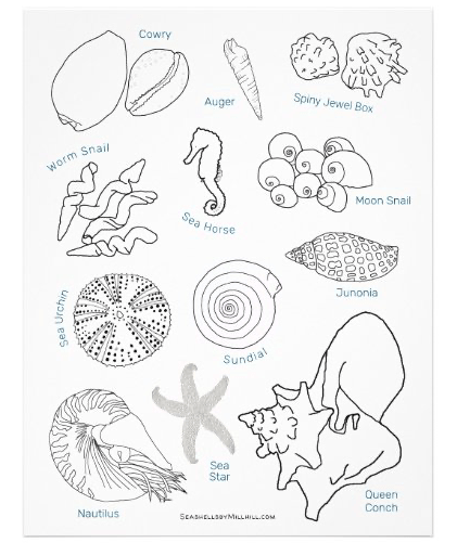 Seashell id worksheet