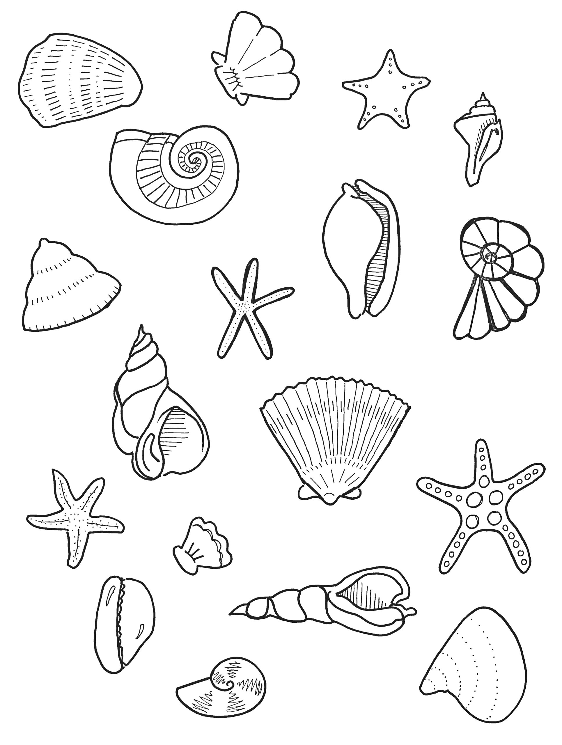 Seashells colouring sheet scyap