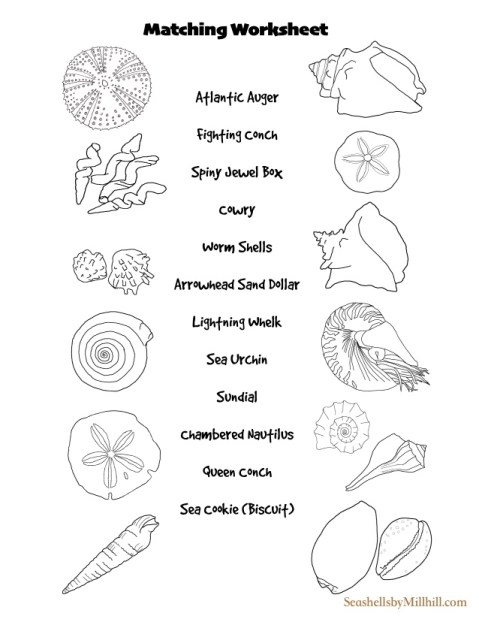 Seashell worksheet