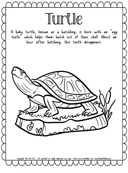 Turtle coloring page free homeschool deals