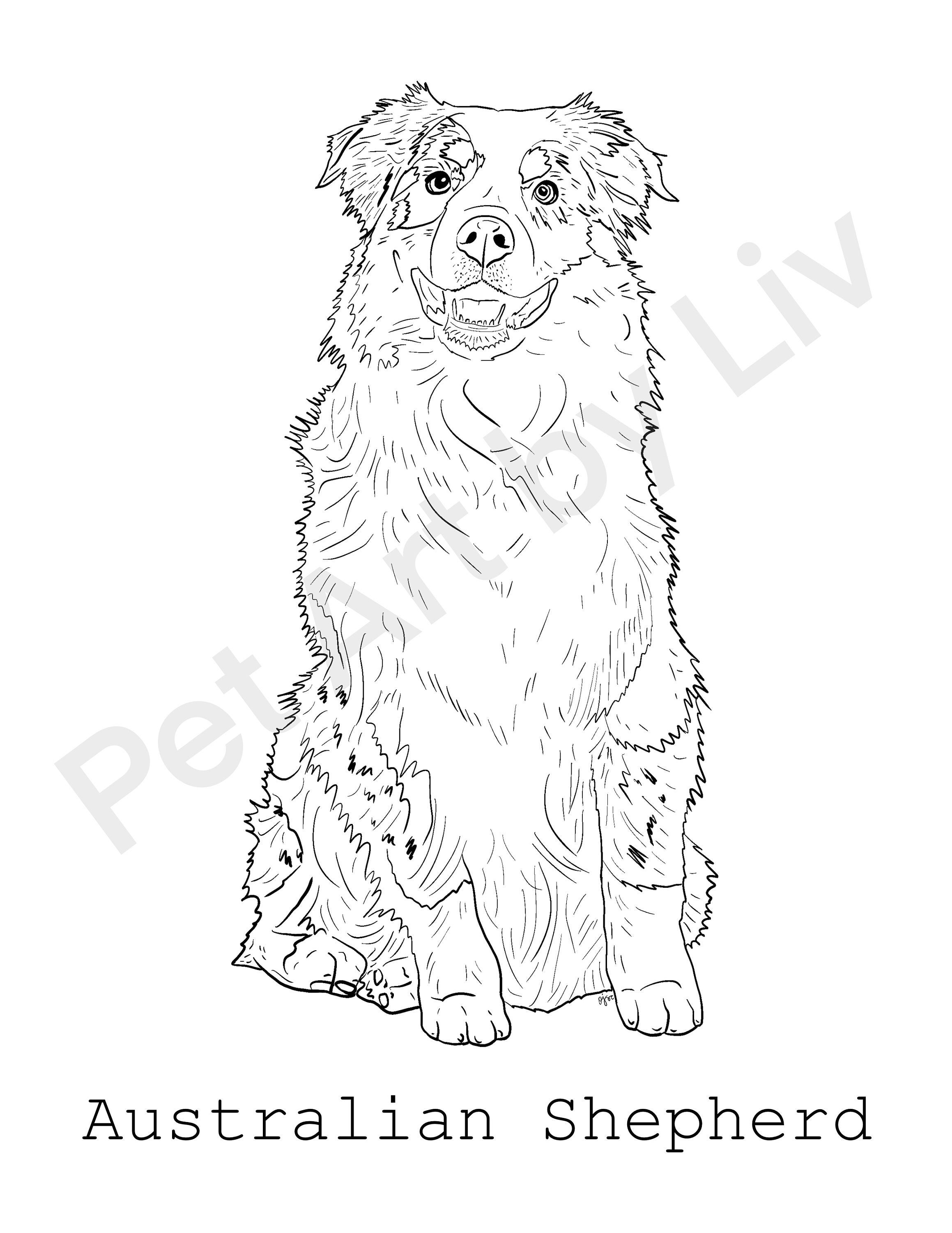 Australian shepherd coloring page