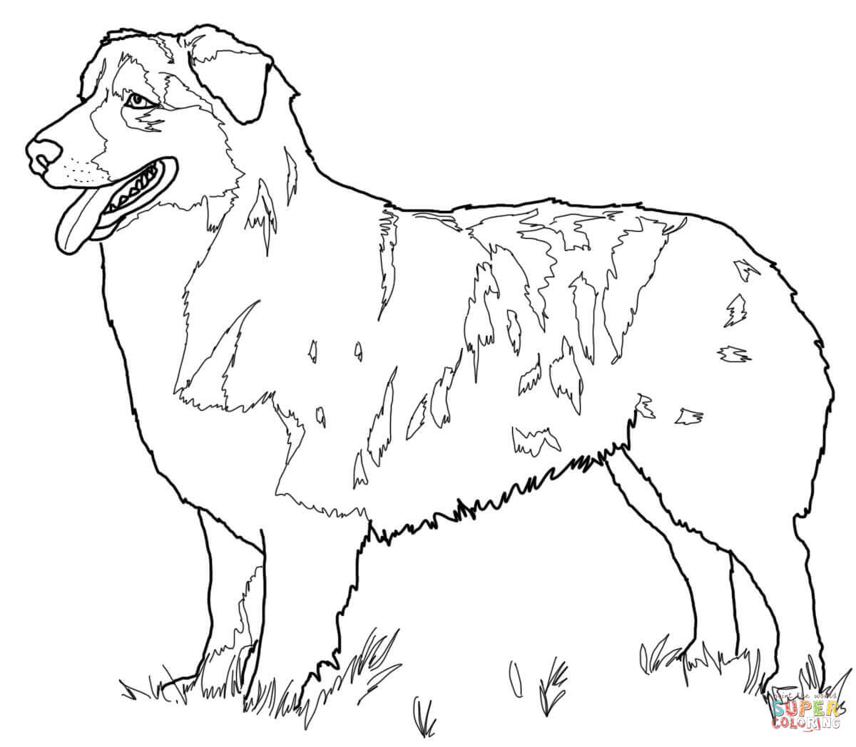 Australian shepherd coloring page free printable coloring pages