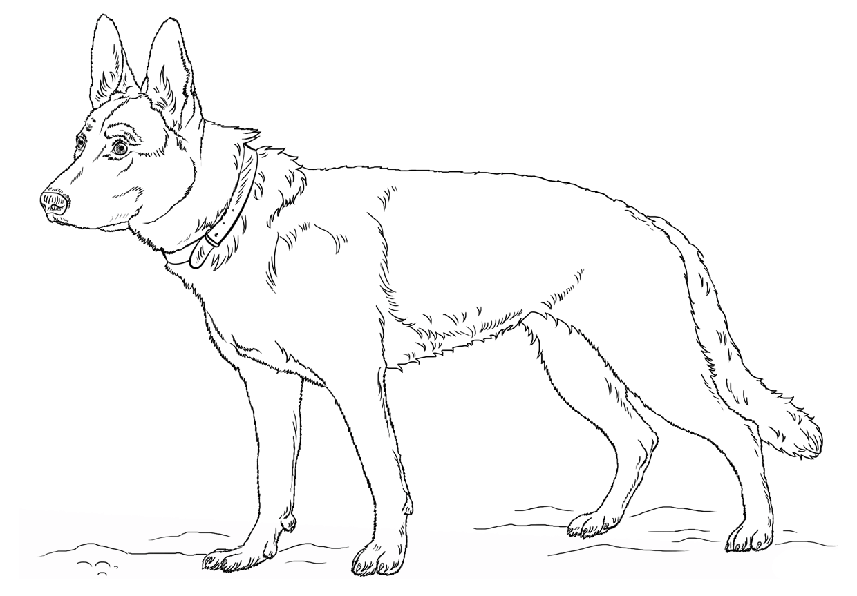 German shepherd coloring pages