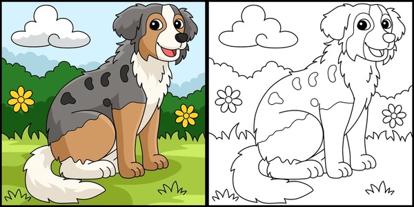 Australian shepherd dog coloring pages images stock photos d objects vectors