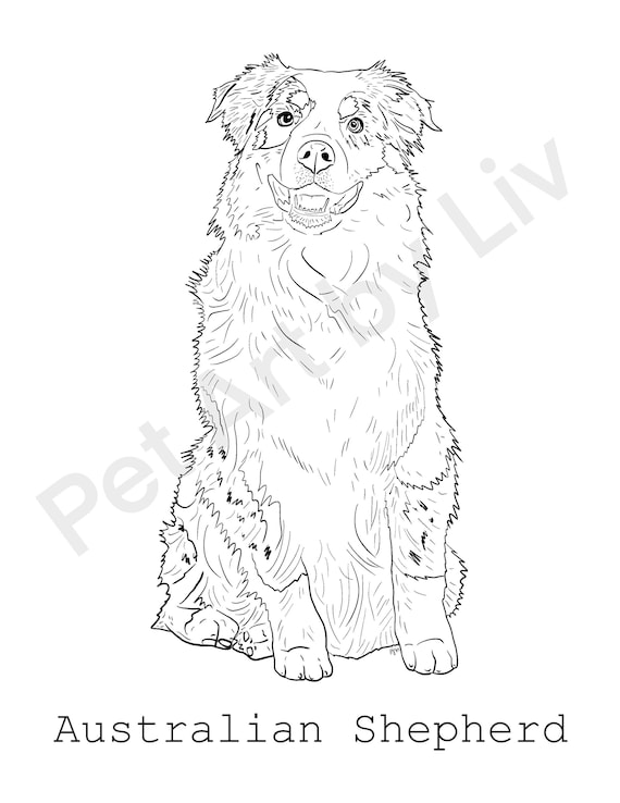 Australian shepherd coloring page