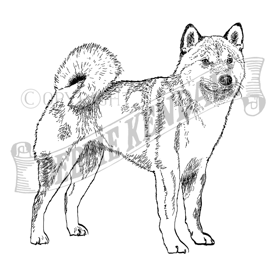 Shiba inu rubber stamp from the english stamp pany