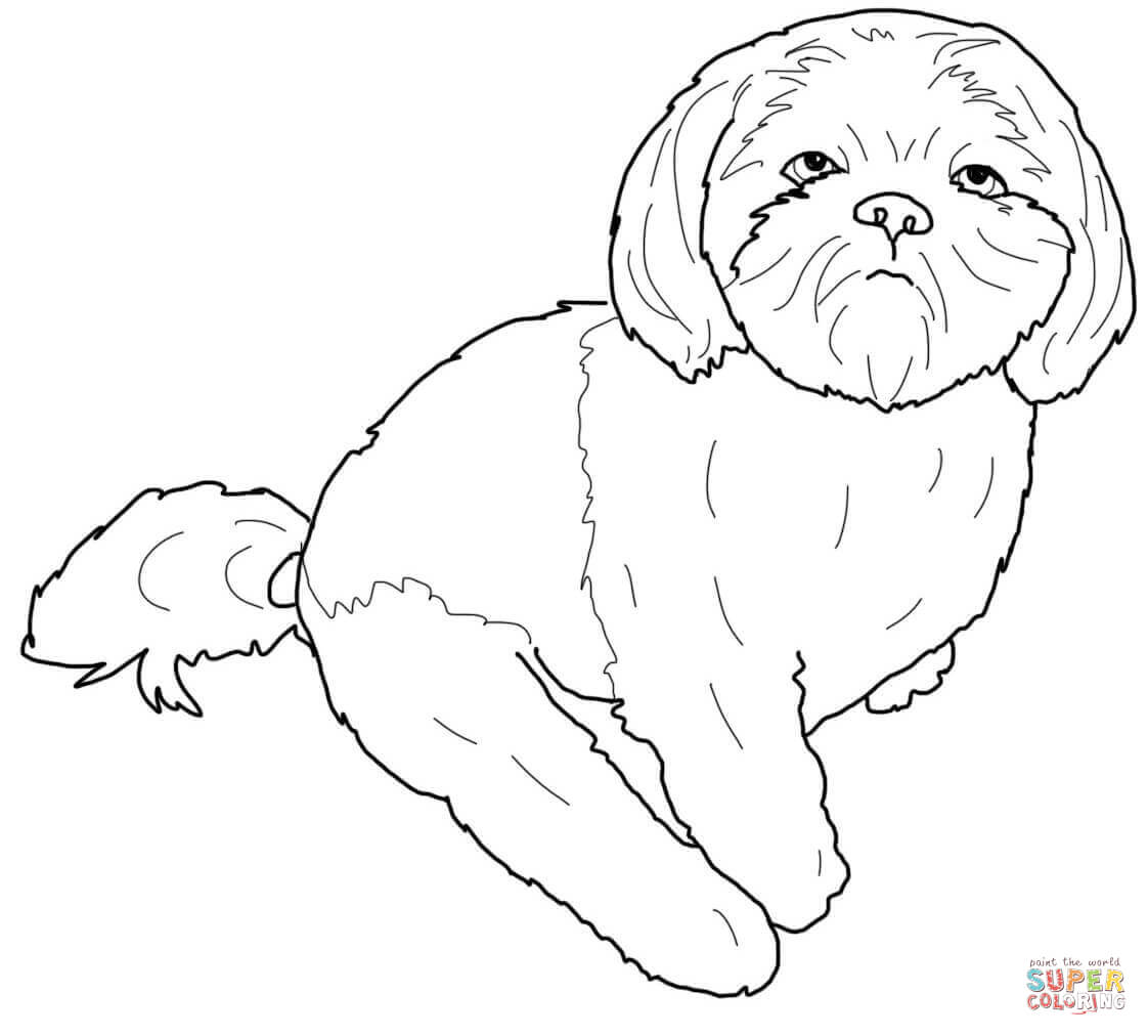 Shih tzu coloring page free printable coloring pages