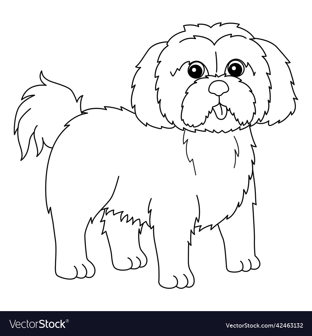 Shih tzu dog coloring page isolated for kids vector image