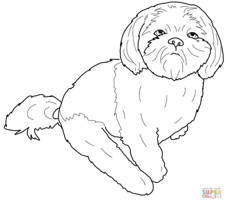 Shih tzu coloring page free printable coloring pages dog coloring page puppy coloring pages horse coloring pages