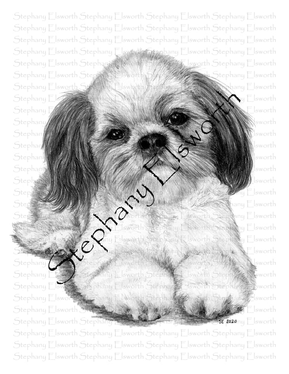 Shih tzu grayscale x printable instant download coloring page