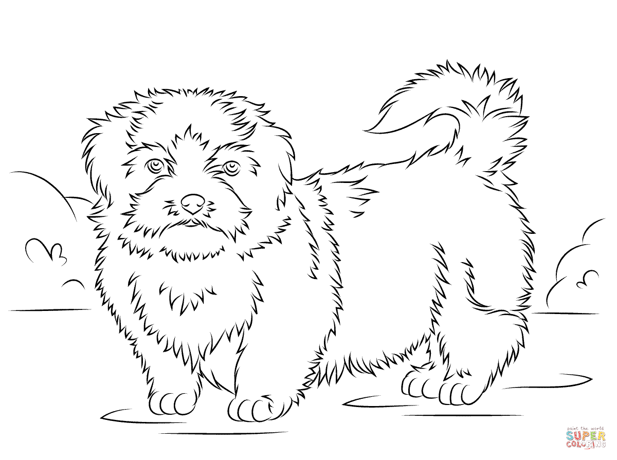 Shih tzu coloring page free printable coloring pages