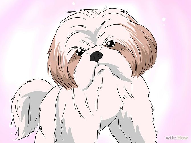 Shih tzu coloring pages shih tzu puppy shih tzu grooming shih tzu