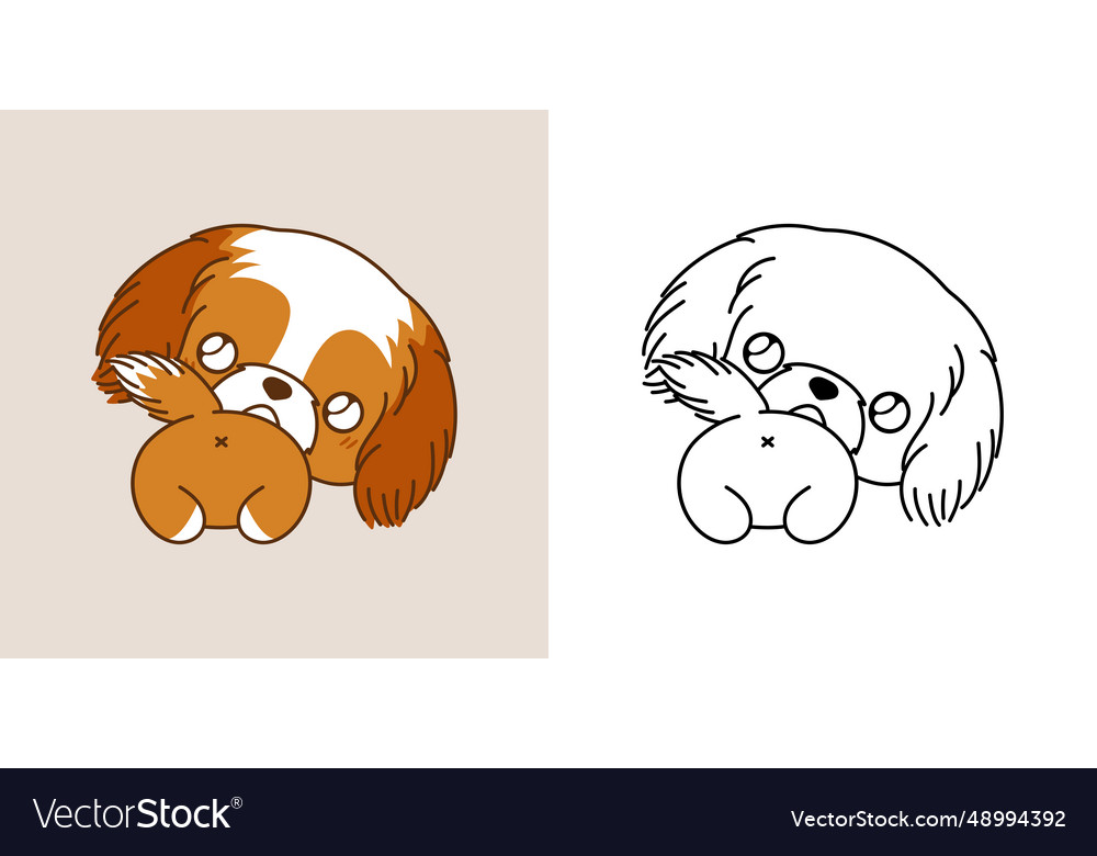 Cute shih tzu dog clipart for coloring page vector image