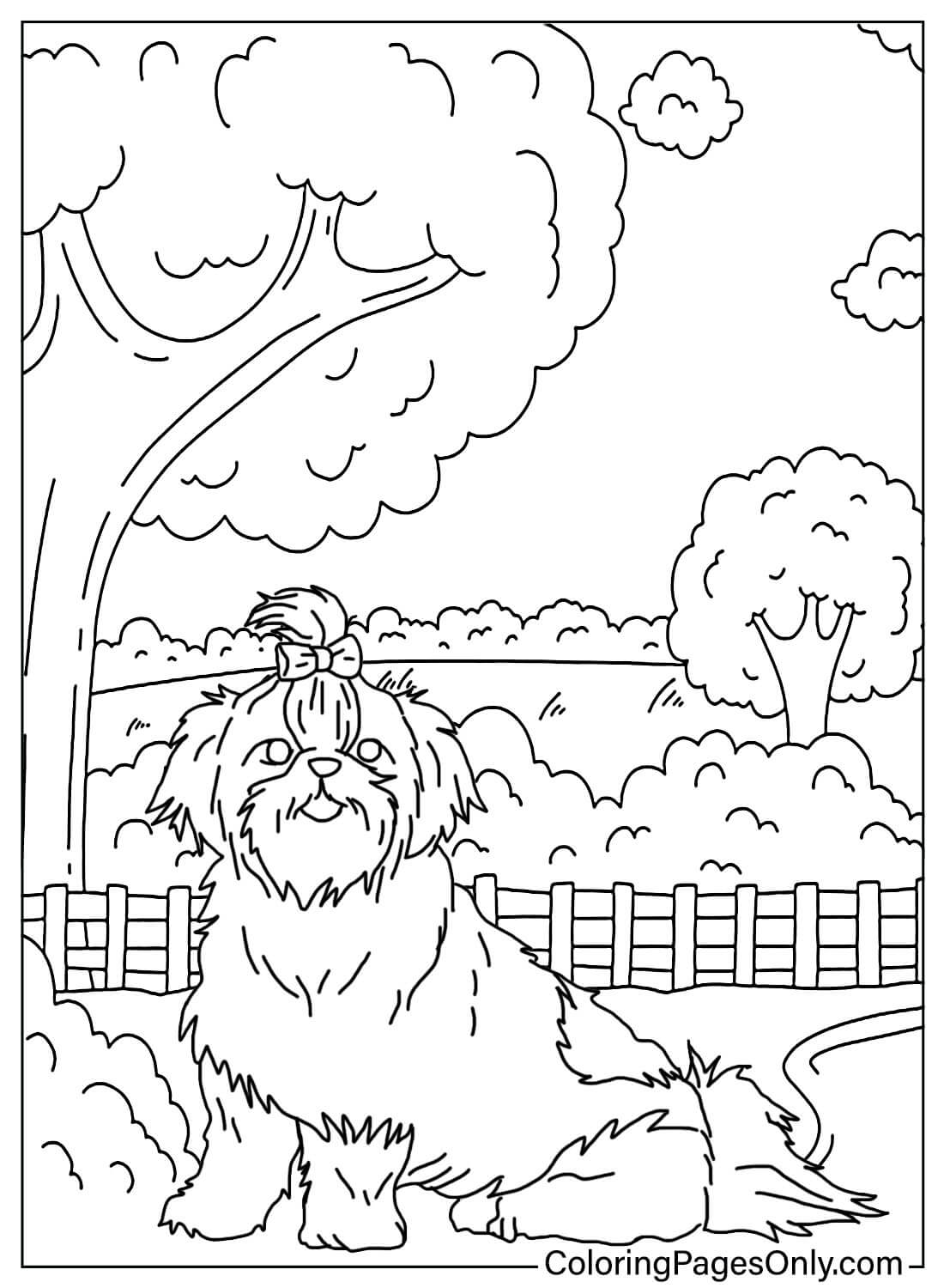 Coloring pages only on x ð shih tzu coloring pages ð httpstcoszfqspgyy shihtzu dog animal mamals cuteanimals coloringpagesonly coloringpages coloringbook art fanart sketch drawing draw coloring usa trend trending trendingnow