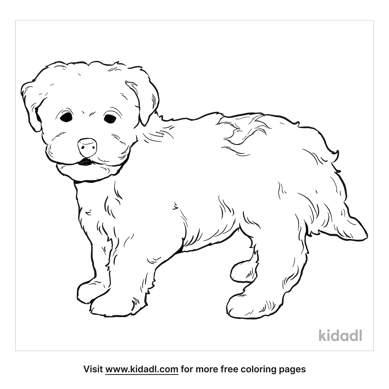 Free maltese shih tzu mix coloring page coloring page printables