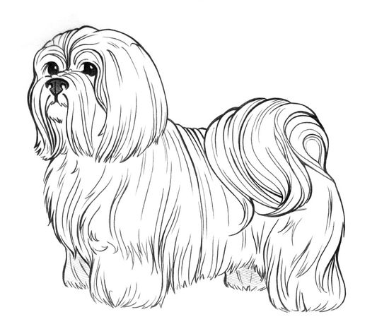 Shih tzu coloring ideas shih tzu coloring pages dog coloring page