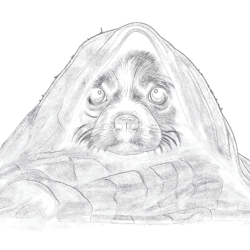 Printable shih tzu coloring page