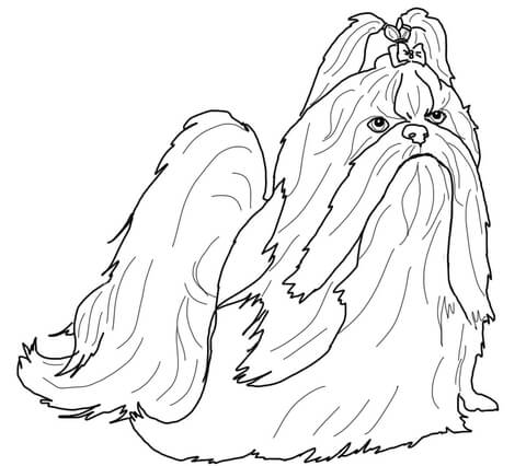 Shih tzu in show coat coloring page free printable coloring pages