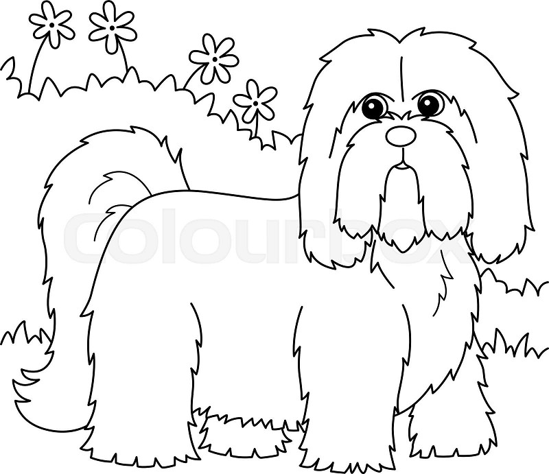 Lhasa apso dog coloring page for kids stock vector