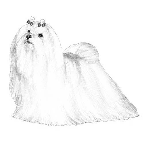 Maltese dog breed information