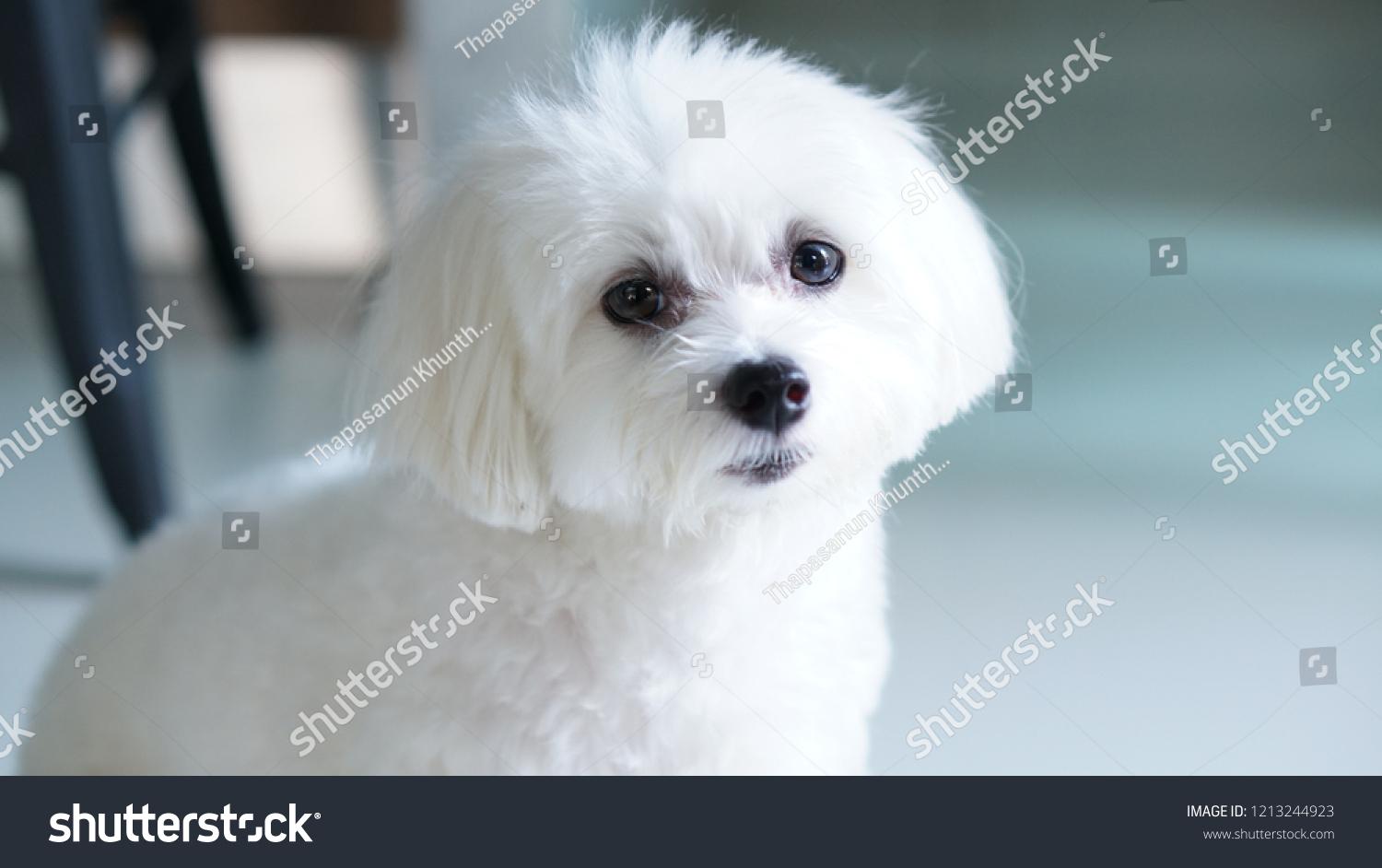 Short hair maltese puppy stock photo