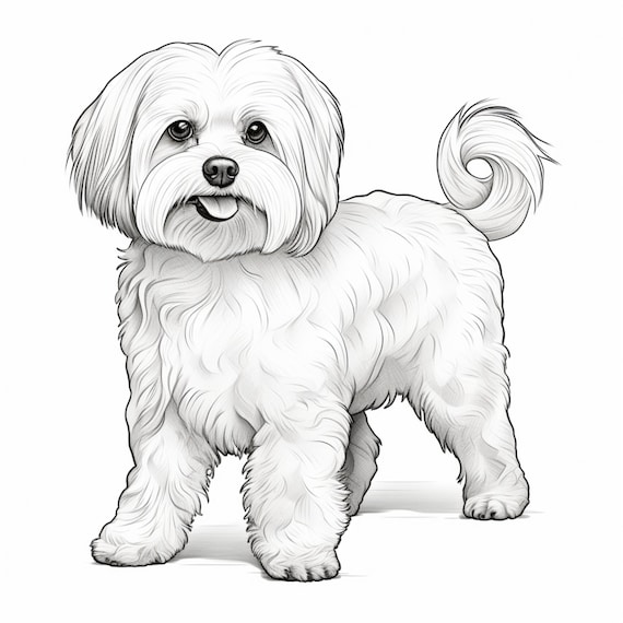 Maltese dog coloring page dog portrait printable coloring page coloring for adults and kids png instant download mercial use instant download