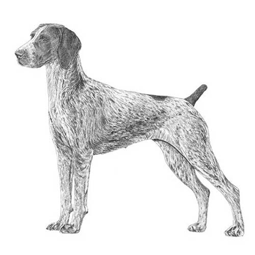 German shorthaired pointer dog breed information