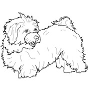 Maltese dog coloring page free printable coloring pages