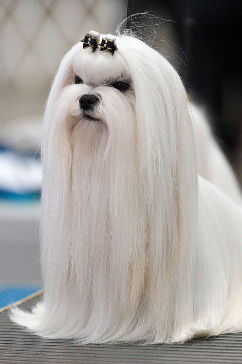 Shaggy or supermodel the maltese is one breed with two very different looks â american kennel club