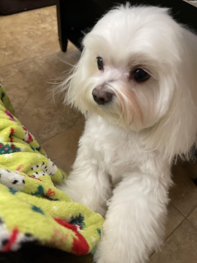 Fun fact if you have ever searched for maltese haircuts you may have e across this photo this is my dog bentley my mom posted this photo to her pinterest and