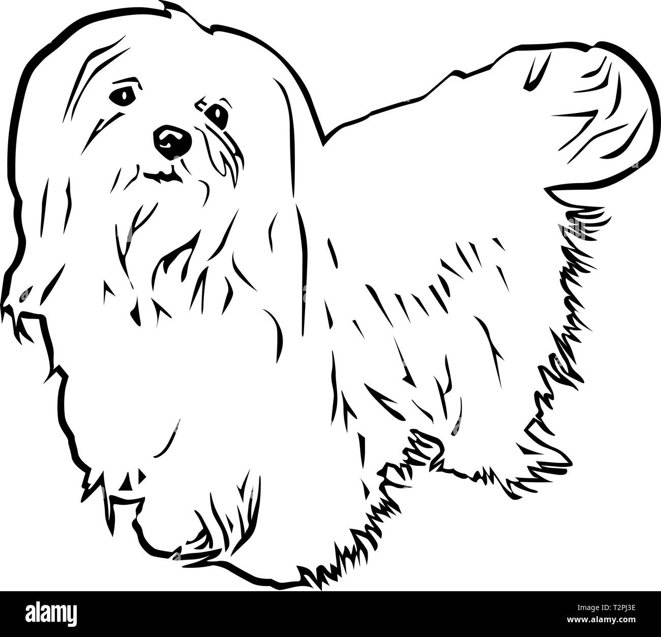 Maltese dog vector vectors black and white stock photos images