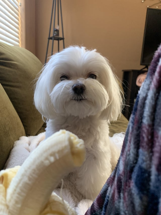 Fun fact if you have ever searched for maltese haircuts you may have e across this photo this is my dog bentley my mom posted this photo to her pinterest and