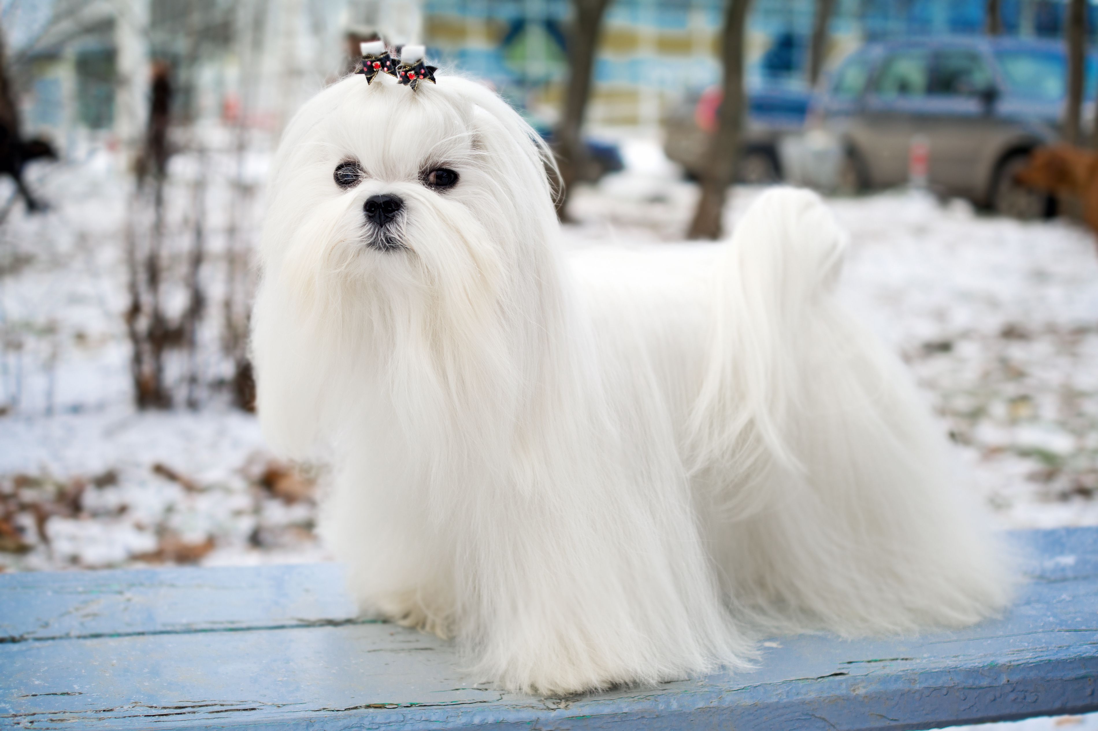 Maltese dog breed characteristics care