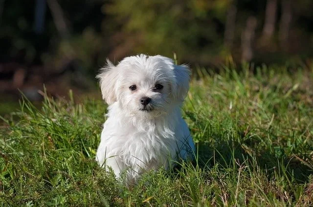 Maltese breed profile